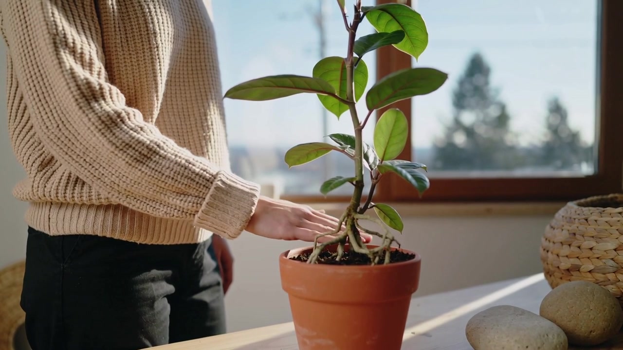 Notando le radici, una donna con maglione beige liscia il terriccio intorno a un vaso di terracotta vicino a una finestra soleggiata.