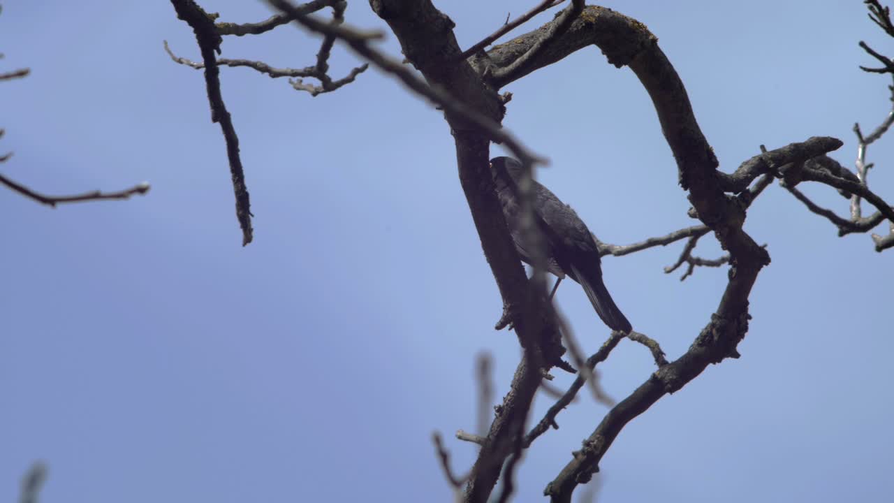 Slow motion medium wide shot of a Blackbird taking flight from a tree branch, flying from right to left.