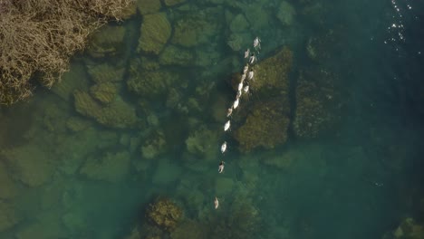 ducks swimming on clean turquoise water of calm lake near shoreline with big cliffs and dry reeds in autumn