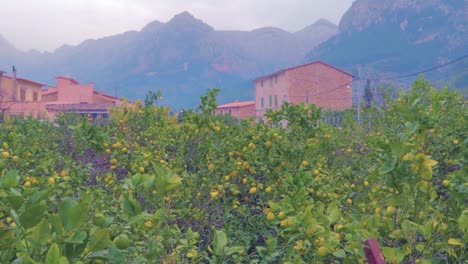 una vista de un jardín de limones en sant llorenç que muestra un pueblo tradicional mallorquín ofrece a los visitantes una arquitectura impresionante, así como muchas posibilidades de excursiones y atracciones culturales