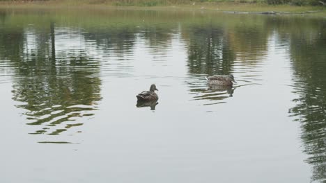 2-Weibliche-Stockenten-Schwimmen-Nach-Rechts