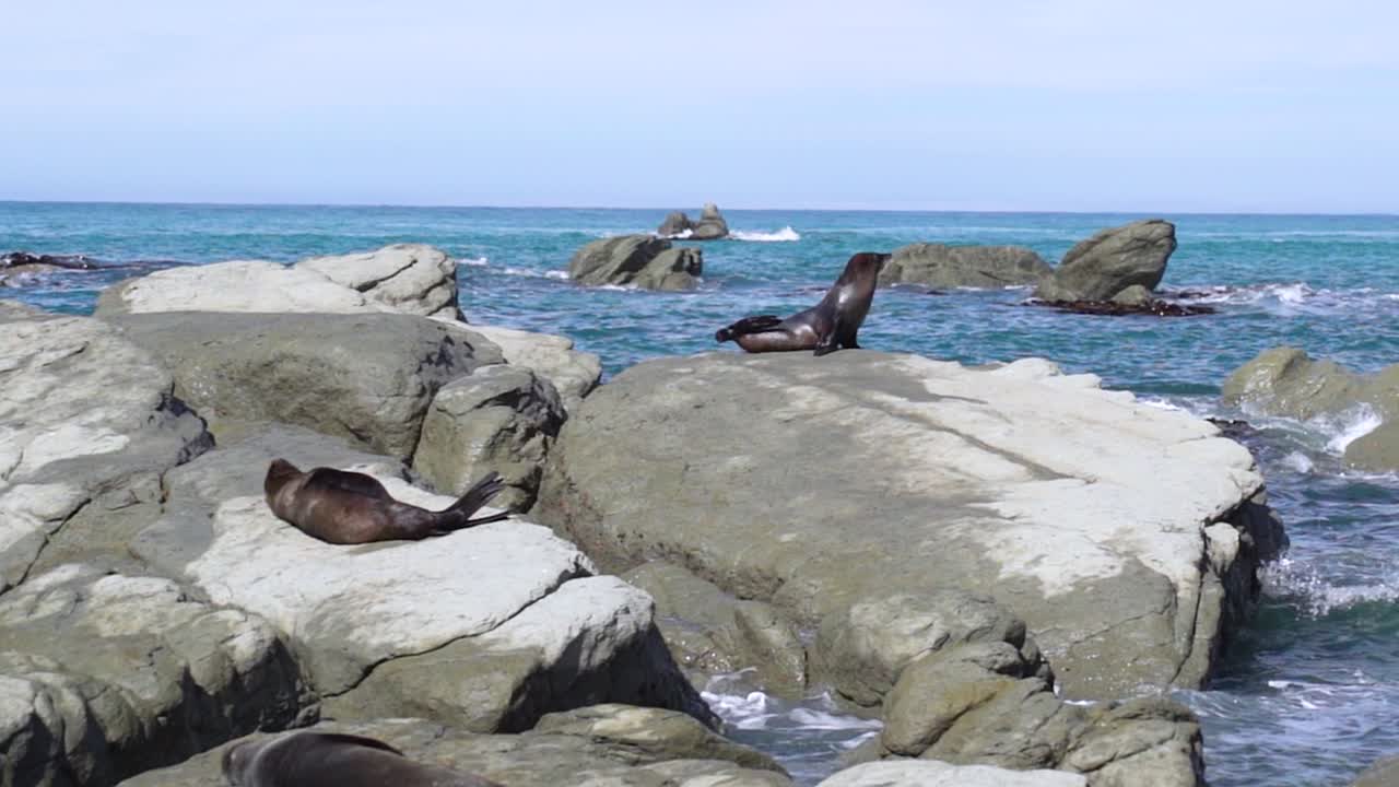 A large seal raises its head and yawns at a colony in Kaikoura, New Zealand. Other seals lounge on the rocks as waves crash around the lively coastal shoreline