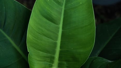 a large leaf, tropical plant
