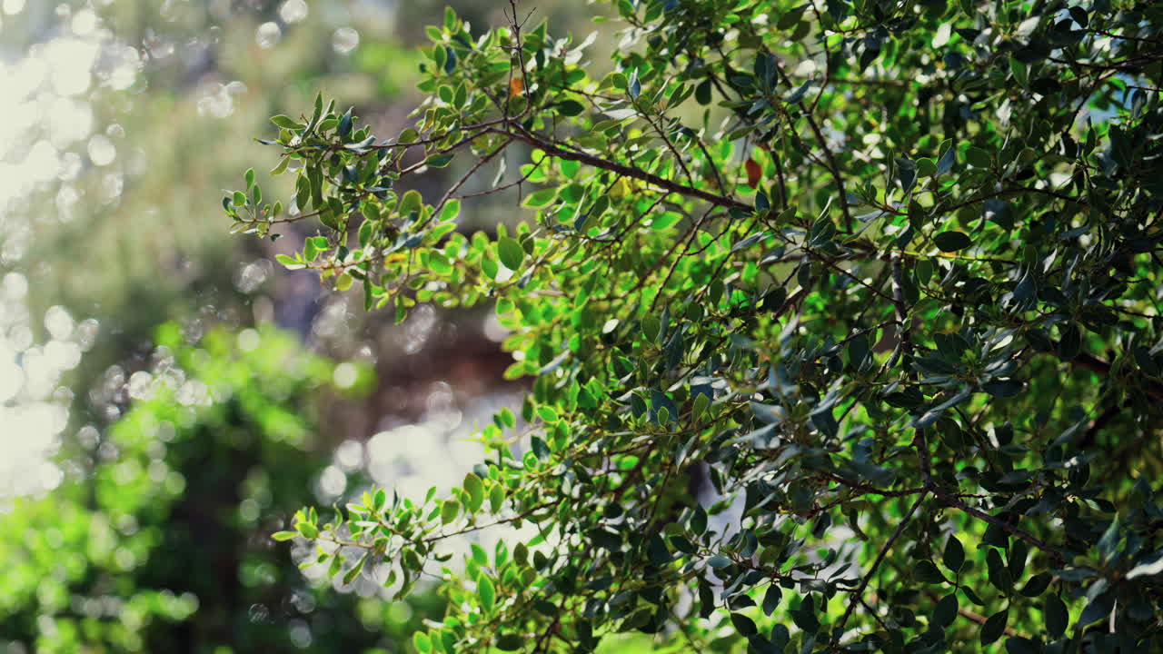 Close up of a tree branch with a blurred view of the sea on the background