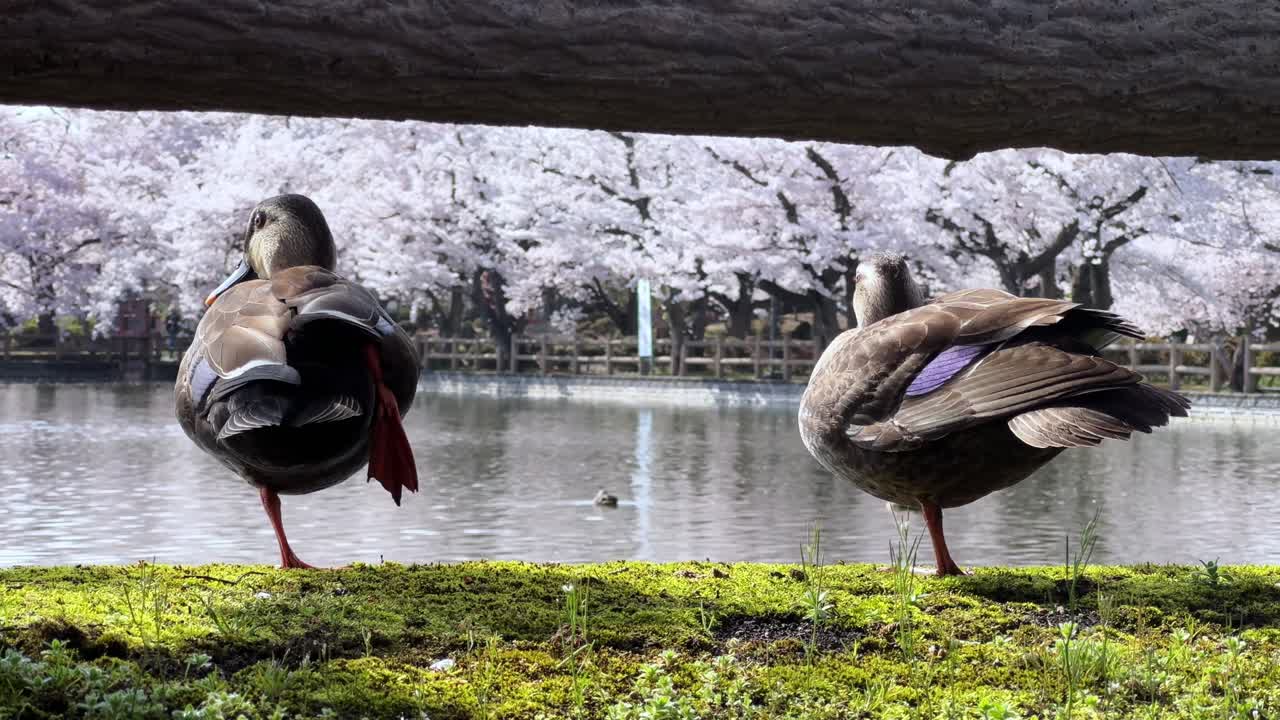 Two ducks resting by a pond with cherry blossoms in Sakura Park, Aomori, Japan
