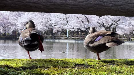 two ducks resting by a pond with cherry blossoms in sakura park, aomori, japan