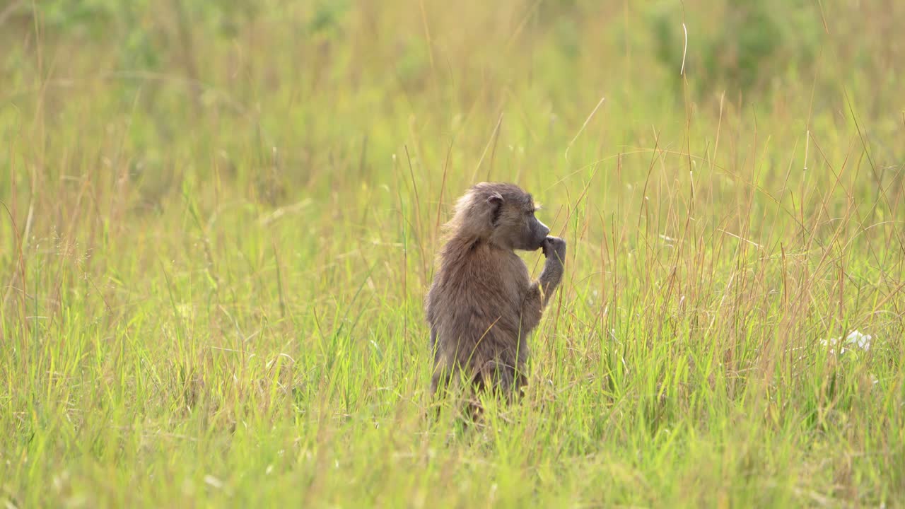 Baboon eating from the grass Tanzania