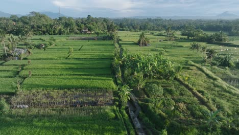 drone shot flying high over rice paddies in ubud bali indonesia at sunrise