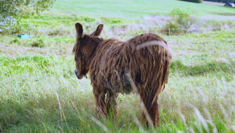 Baudet-du-Poitou-or-Poitevin-or-Poitou-Donkey-Grazing-Grass-in-Farmland-Field-Outdoors