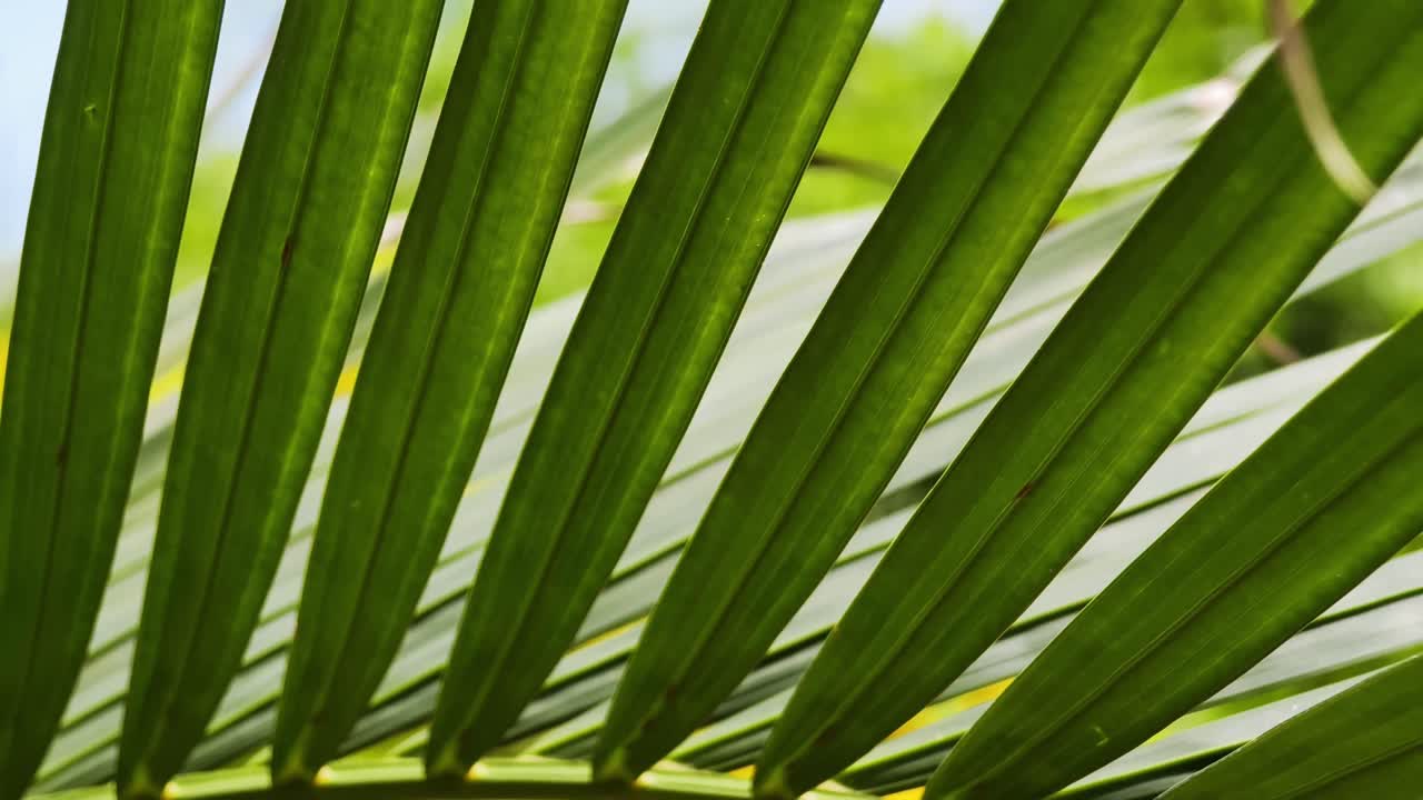 Primer plano de hojas de palma