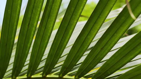 close-up of palm fronds