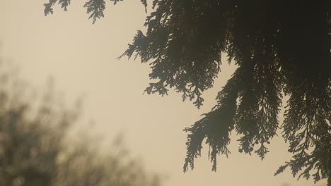 misty alpine close up woodland tree foliage against countryside glowing sunrise sky