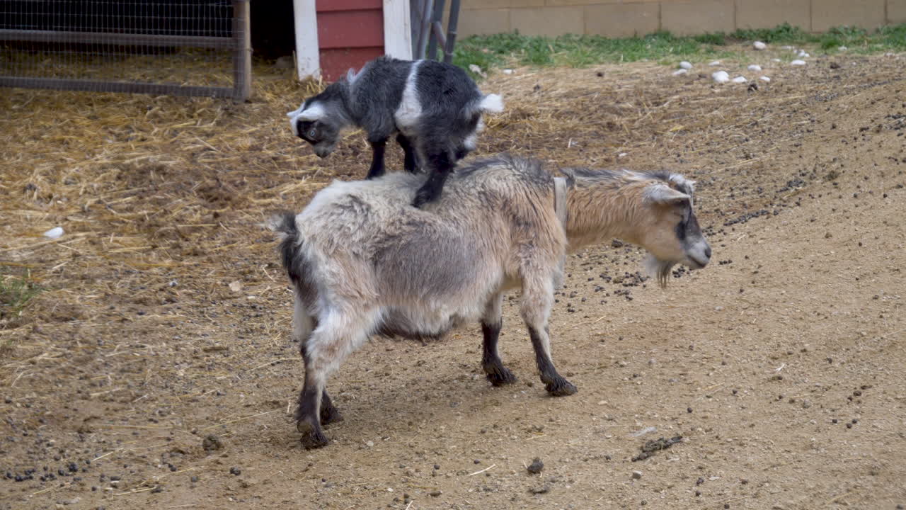 사랑스러운 아기 염소가 엄마 등에 올라탄다