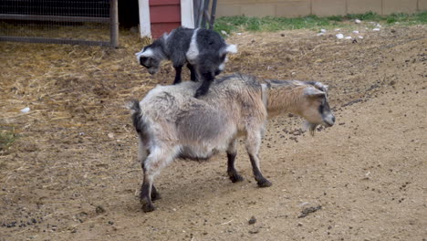 una adorable cabra bebé salta sobre la espalda de su madre