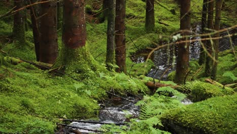 a shallow creek flows between moss-covered pine trees