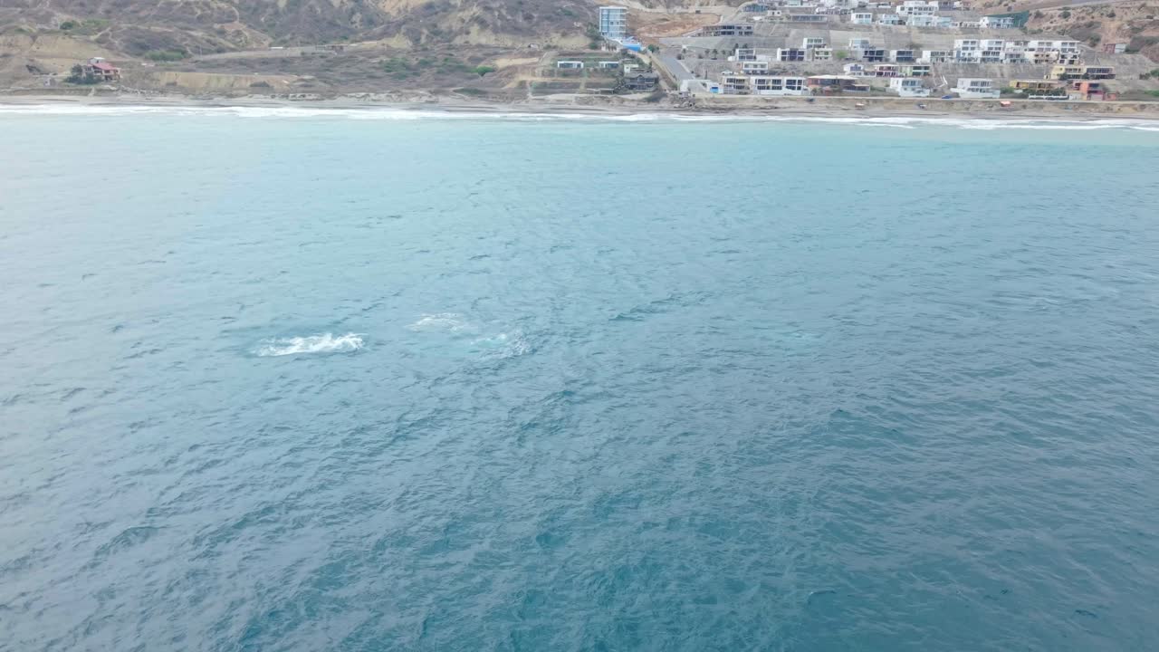 High fixed drone view as humpback whale breaches twice near Santa Marianita shore
