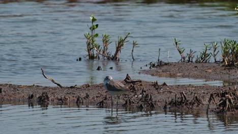 seen resting with its head in the wing, common sandpiper actitis hypoleucos, thailand