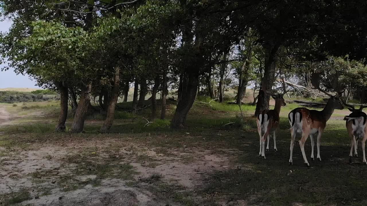 cervi che camminano veri alcuni alberi nell'ombra
