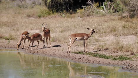 a group of impala antelopes in the wild are gathering near the water pond, lake or a river for drinking