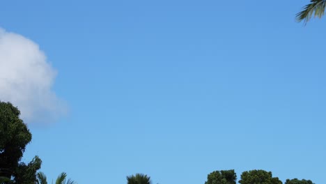 Time-lapse-of-clouds-moving-across-a-clear-dusk-sky-with-trees-moving-in-the-wind