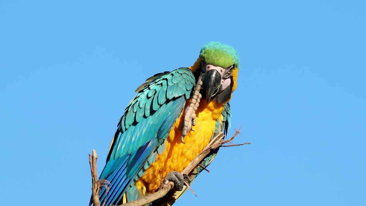 Blue-and-yellow macaw released into the wild in the Pantanal of Brazil