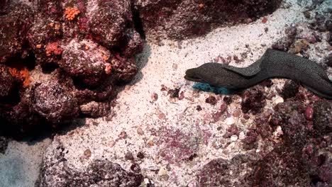 large eel on ocean floor swimming