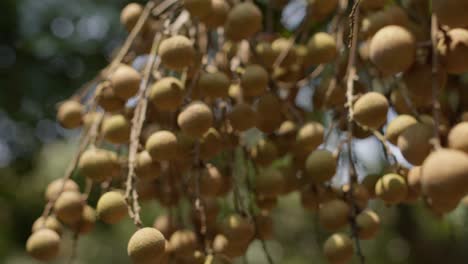 Fruta-Dulce-De-Longan-Colgando-De-Las-Ramas-De-Los-árboles,-Enfoque-Selectivo