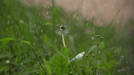 Traurigkeit-Mit-Regen-Mitten-Im-Garten,-Der-Einen-Löwenzahn-Badet