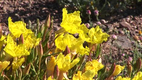 primer plano de flores silvestres amarillas de texas moviéndose en la brisa