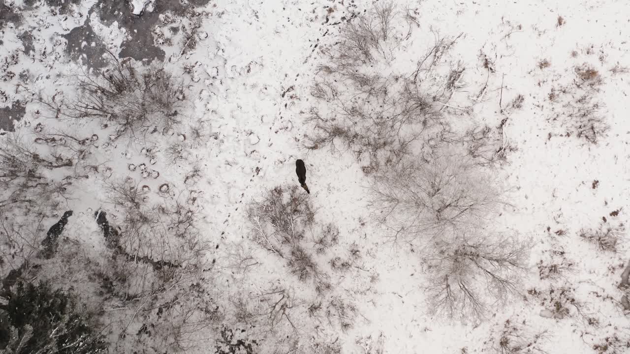 Top down drone view of a moose searching for food in a icy winter landscape. Wildlife animals in winter.