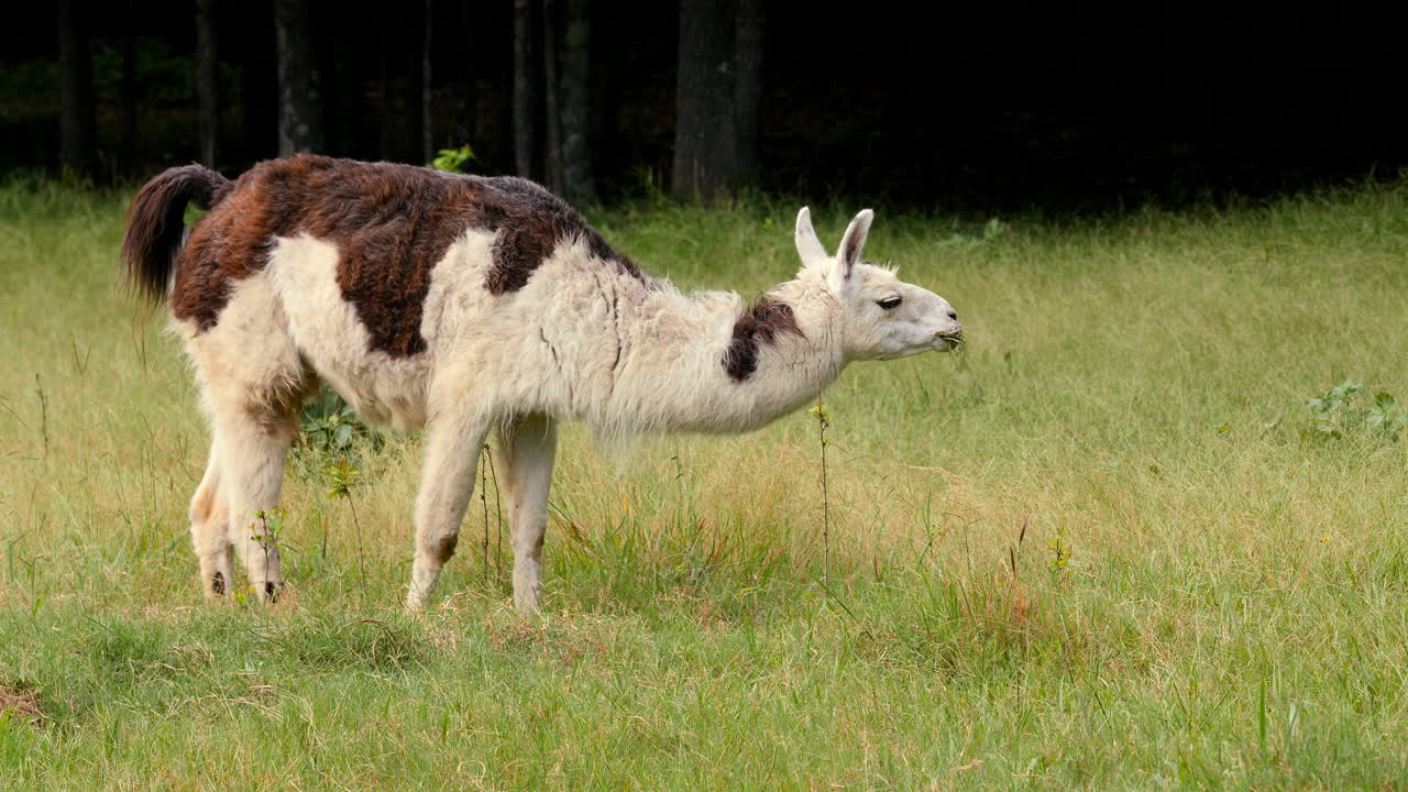 라마는 목초지에서 풀을 뜯은 다음 풀을 씹으면서 머리를 들어 올린다