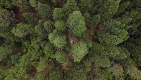 Luftaufnahmen-Der-Mexikanischen-Waldläufergruppe,-Die-Im-Wald-Patrouilliert