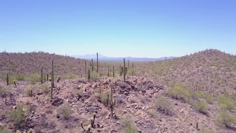 aerial shot over cactus in saguaro national park near tucson arizona 1