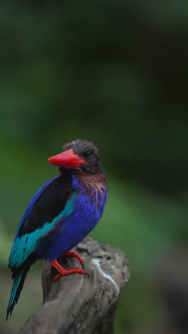 close-up of a javan kingfisher perching on the wood