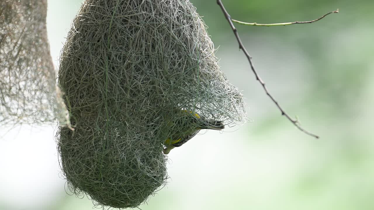 Extreme closeup highlights intricate weaving behavior of Baya Weaver bird