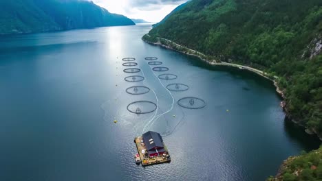 aerial footage farm salmon fishing in norway