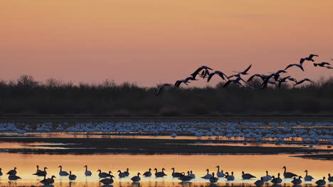 flock of birds at sunset over water