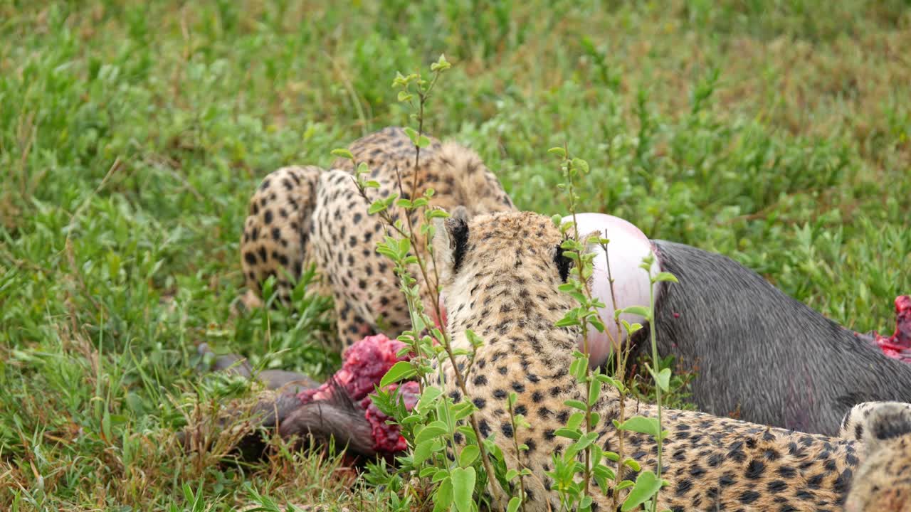 Leopard wildlife animals in the wild safari eating live catch bison Tanzania