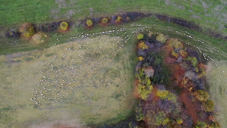 aerial top down view of a herd with sheep running into a field