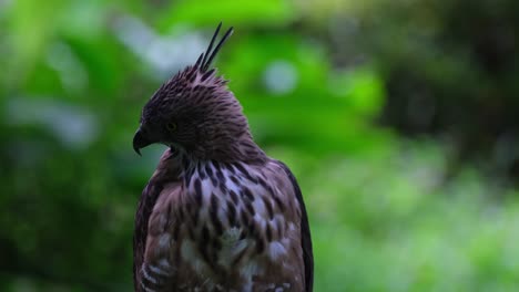 菲律賓的pinscher's hawk-eagle (nisaetus pinskeri)