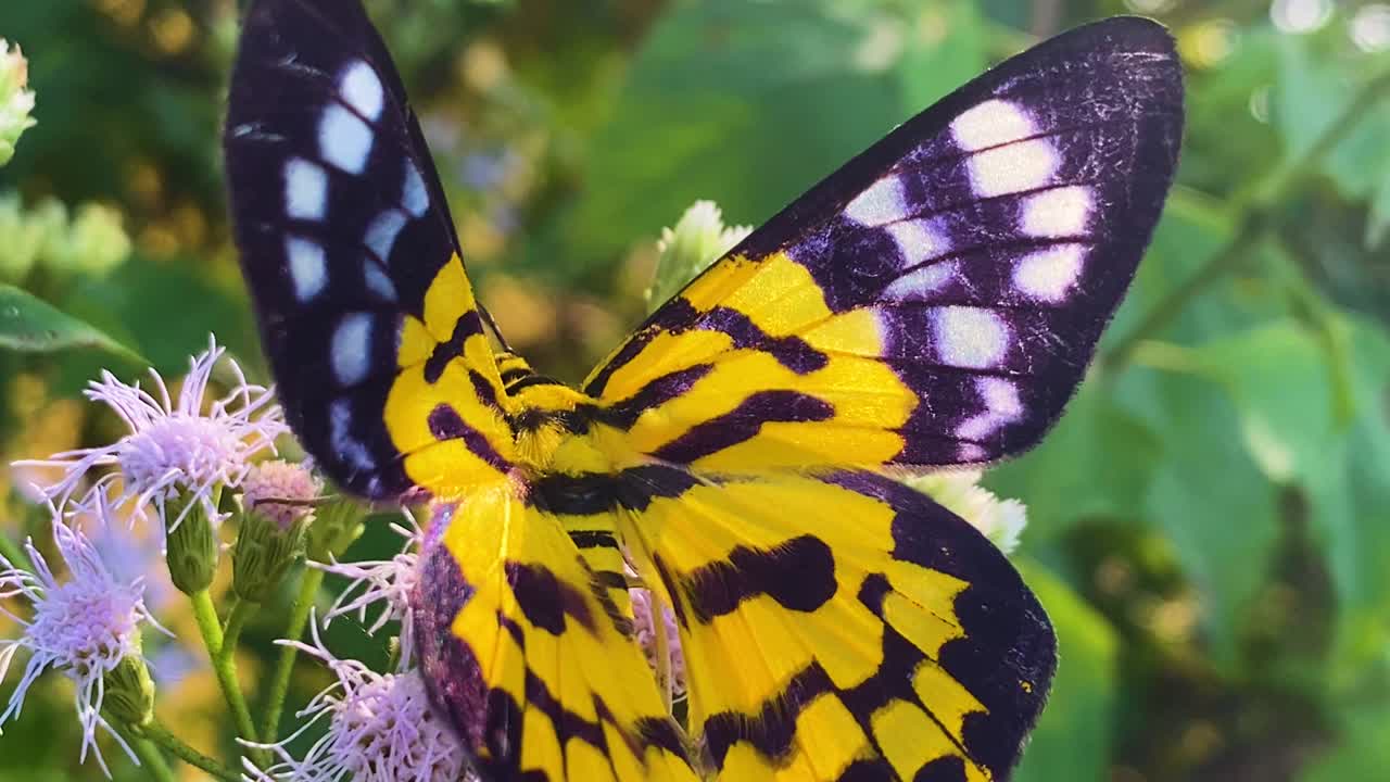Falena tigre falsa Dysphania militaris posata su un fiore di erba siamese viola, Bangladesh, ali gialle e nere