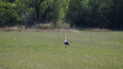 Wide-shot-of-Stork-foraging-on-a-meadow-in-summer