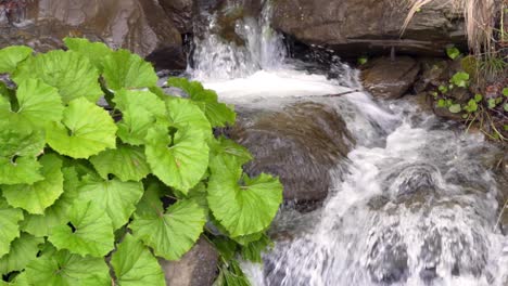 green plants grow near water stream in mountains