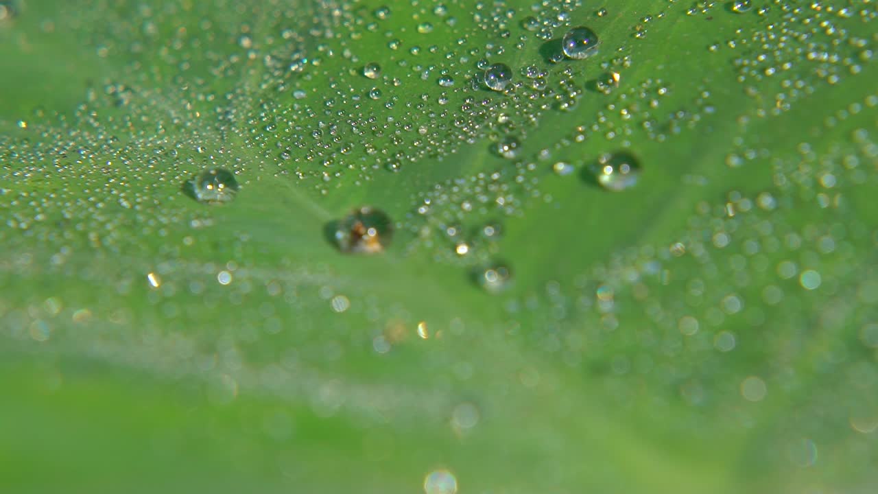 아침 이슬이 잎사귀에 떨어졌다