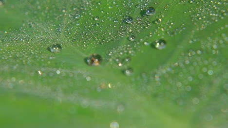 Morning-Dew-Fell-on-leaf