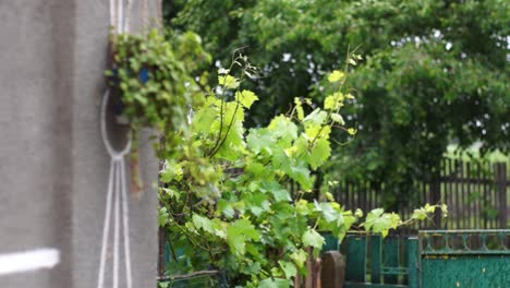 waving grape leaves in the strong wind outdoors in a ukrainian village