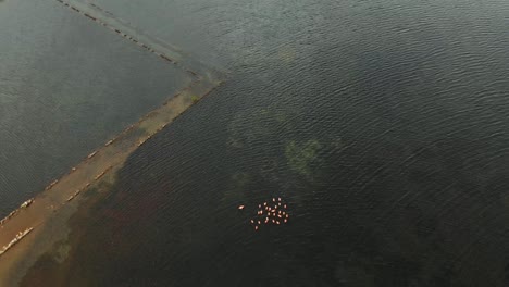 Aerial-footage-of-a-salt-lake-with-flamingos-wading-in-the-water