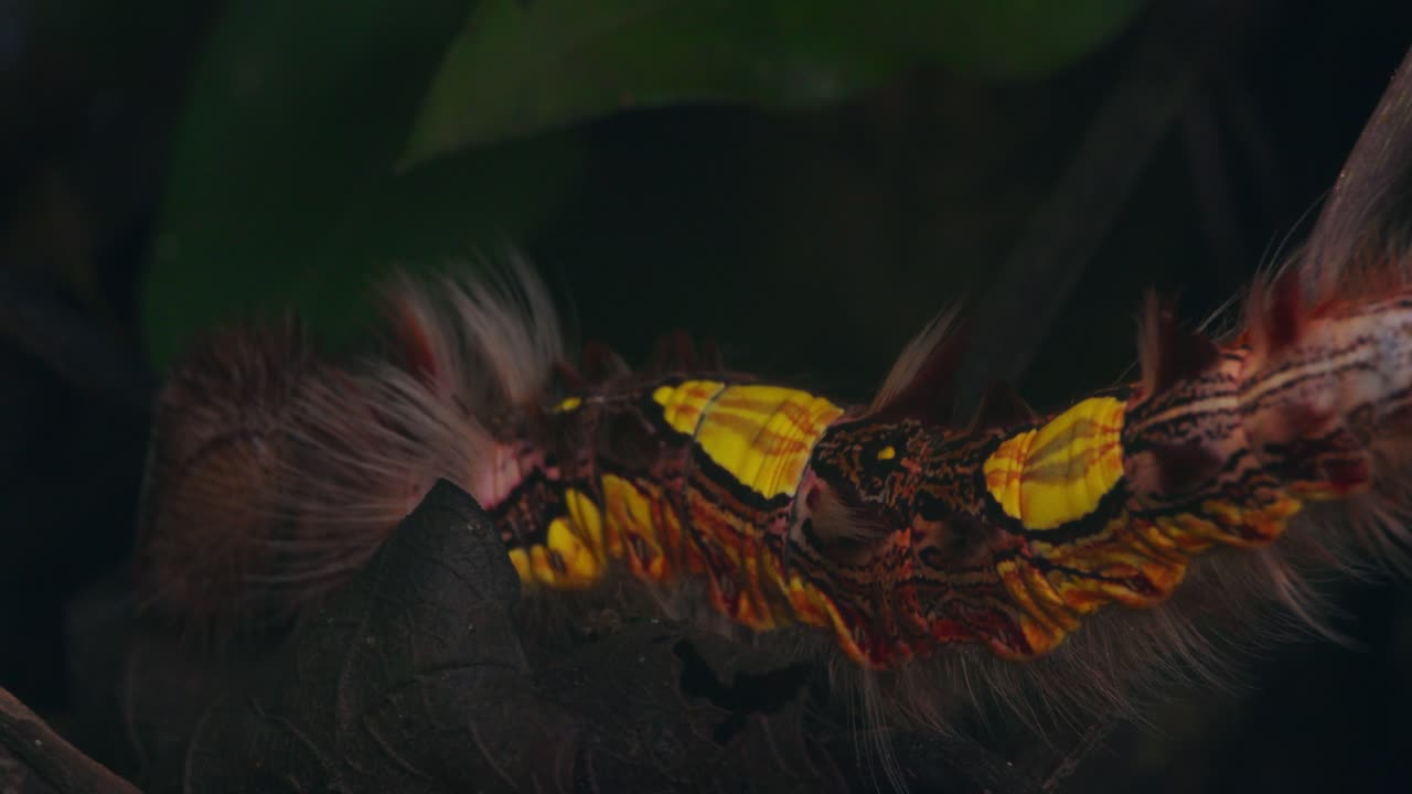 Closeup view of a stinging Megalopygidae moth caterpillar moving over bark in the Peru jungle.