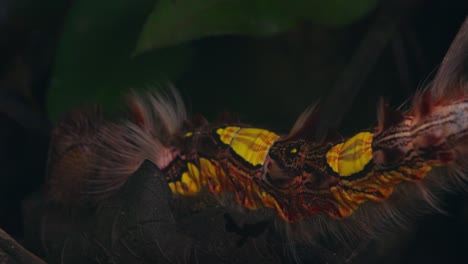 closeup view of a stinging megalopygidae moth caterpillar moving over bark in the peru jungle.