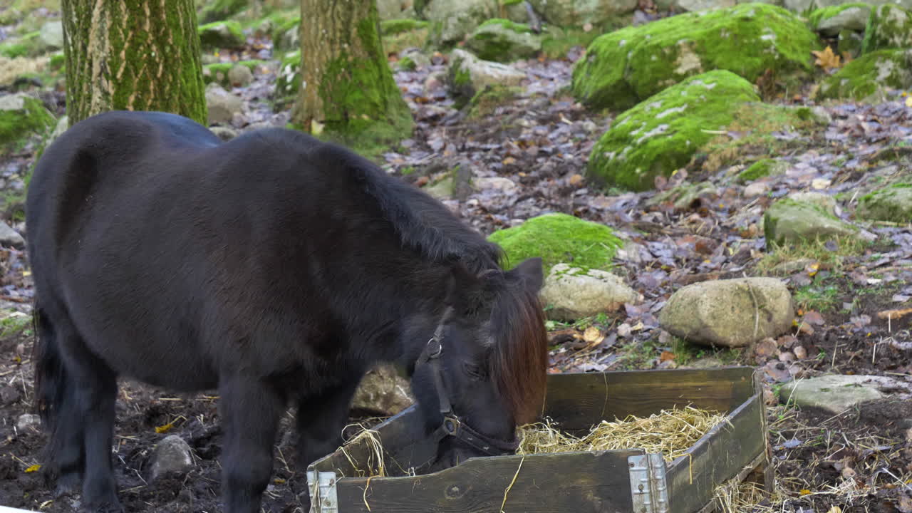 Piccolo pony nero che mangia fieno da una scatola all'aperto